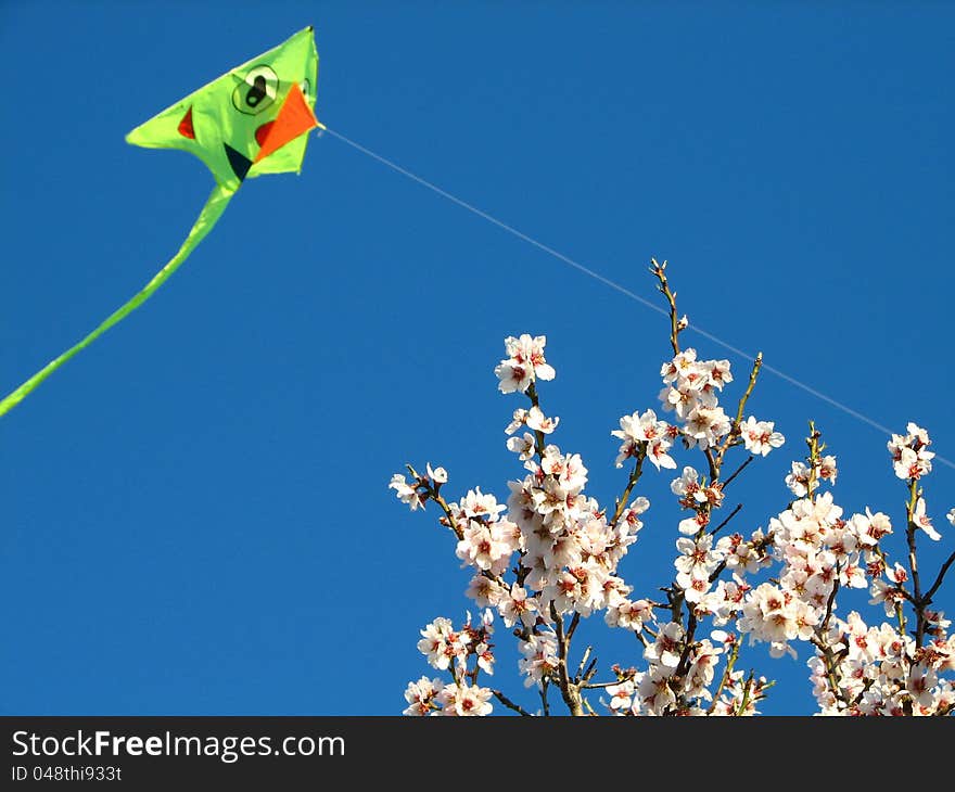 Almond blossoms and kite