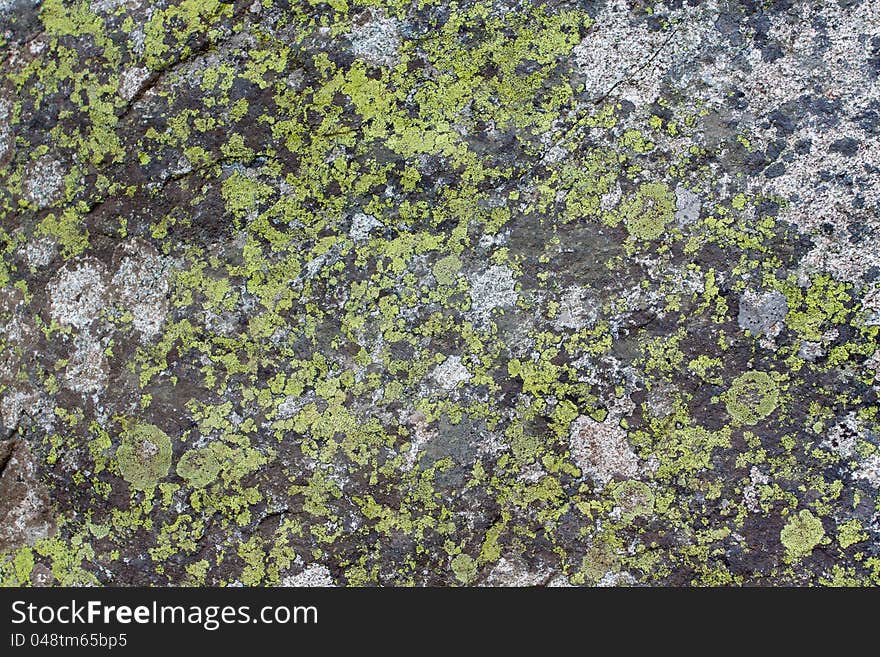 Rock Moss Texture