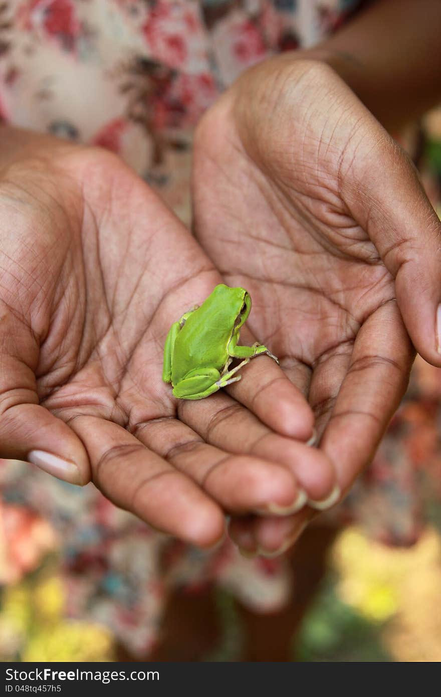 Woman holds little green frog in her hands. Focus is on the frog. Woman holds little green frog in her hands. Focus is on the frog.