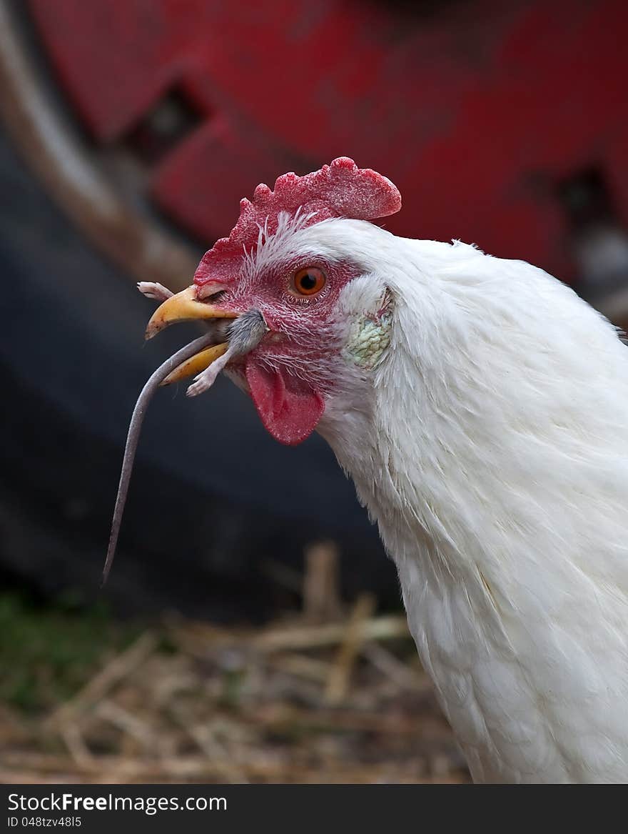 A Cornish chicken eating a mouse. A Cornish chicken eating a mouse