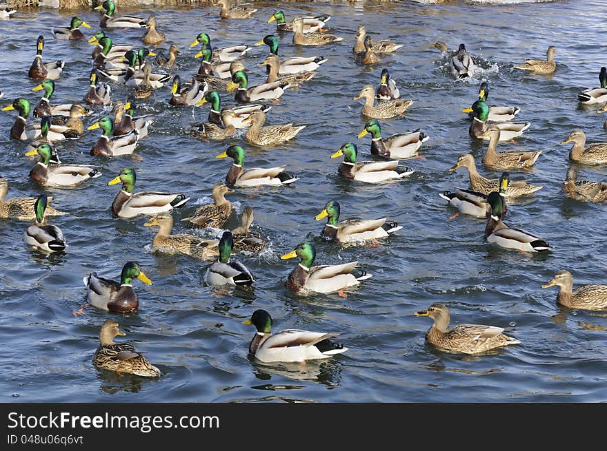 Flock of Mallard Ducks and Drakes in the Lake