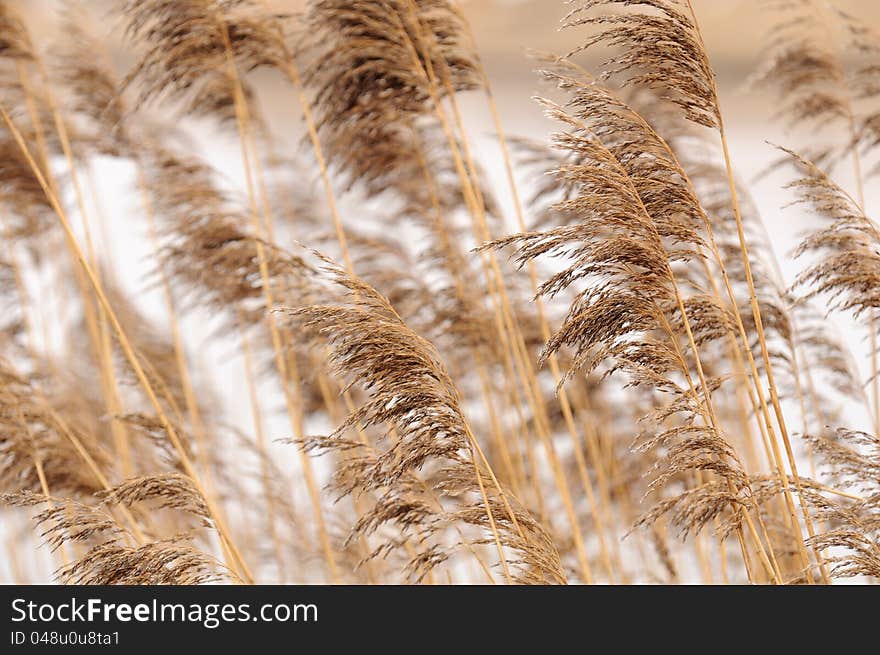 Common reed (phragmites) growing on the river bank. Common reed (phragmites) growing on the river bank