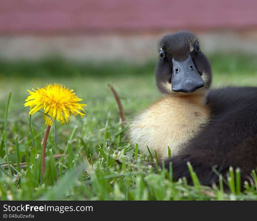 Duck and dandilion