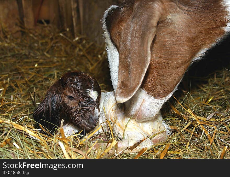 A newborn boer goat being cleaned by his mother. A newborn boer goat being cleaned by his mother