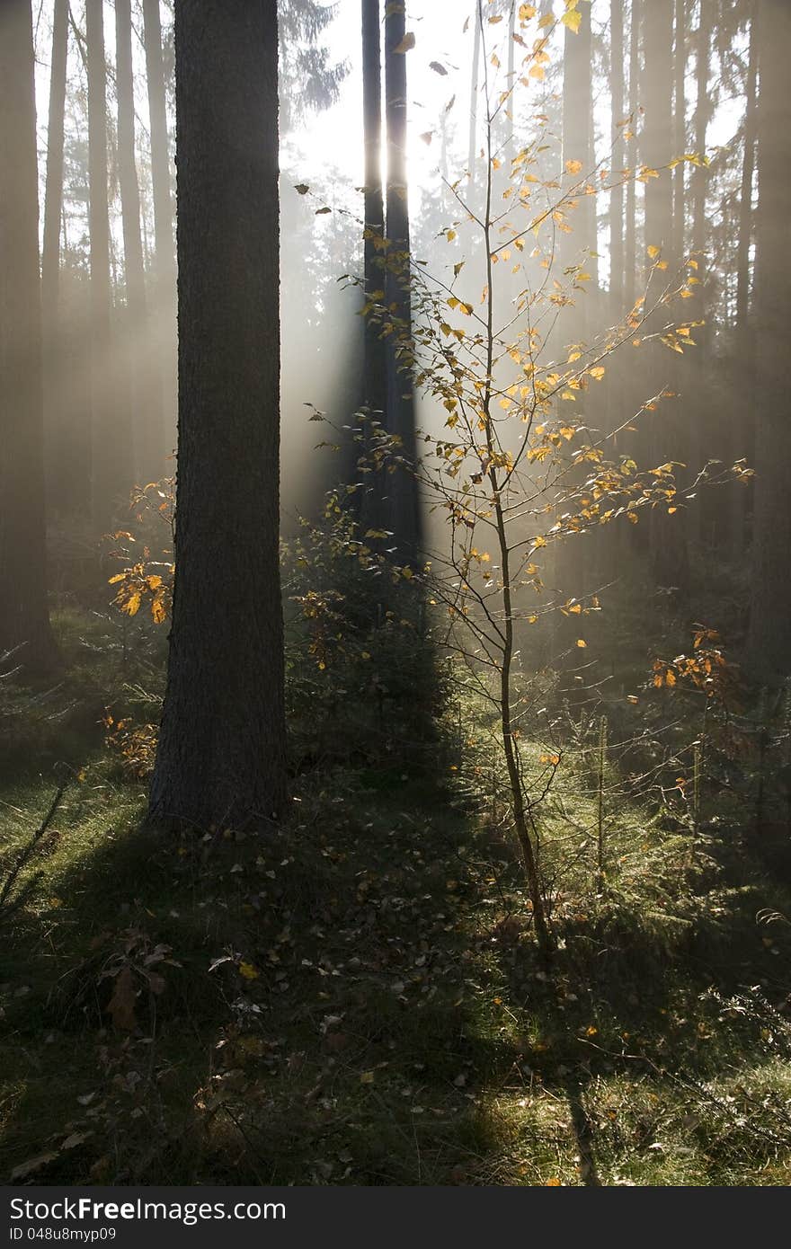 Backlit Trees In Detail