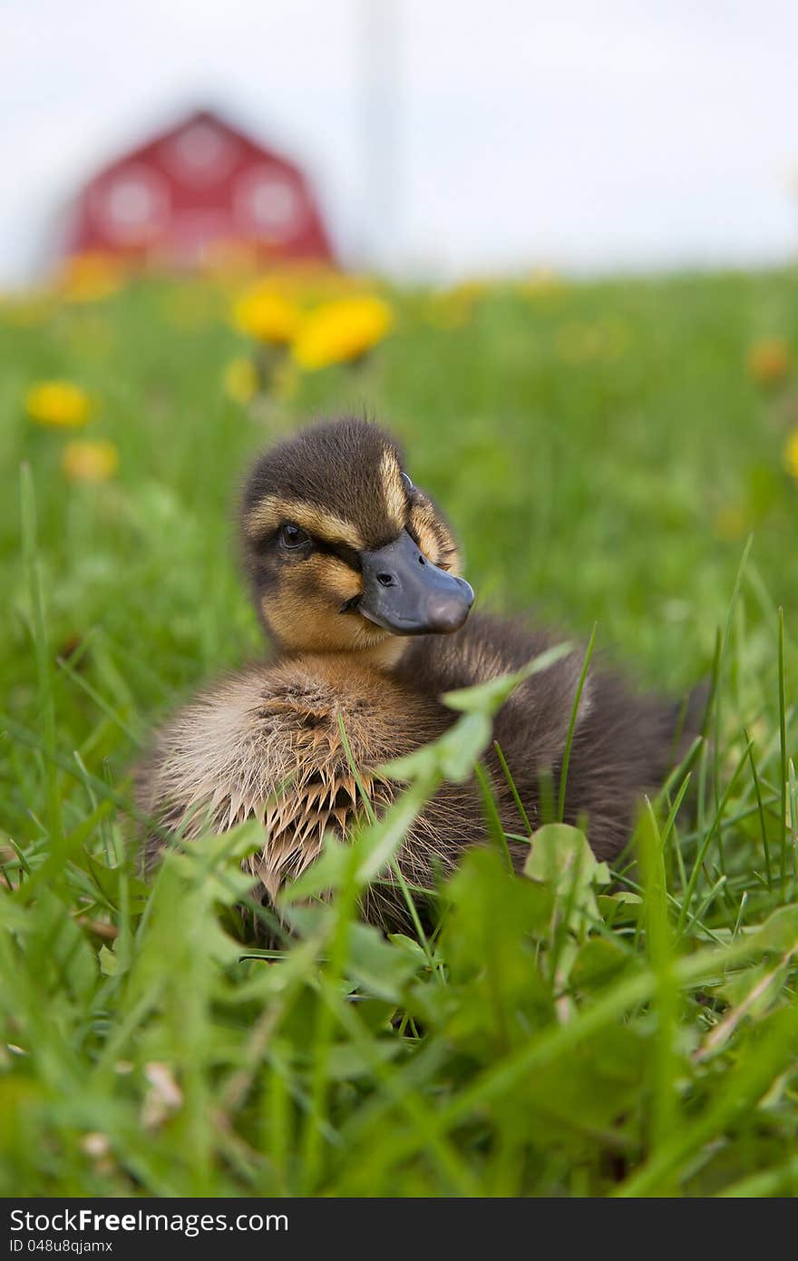 Rouen duckling