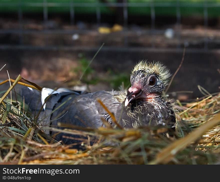 Young homing pigeon