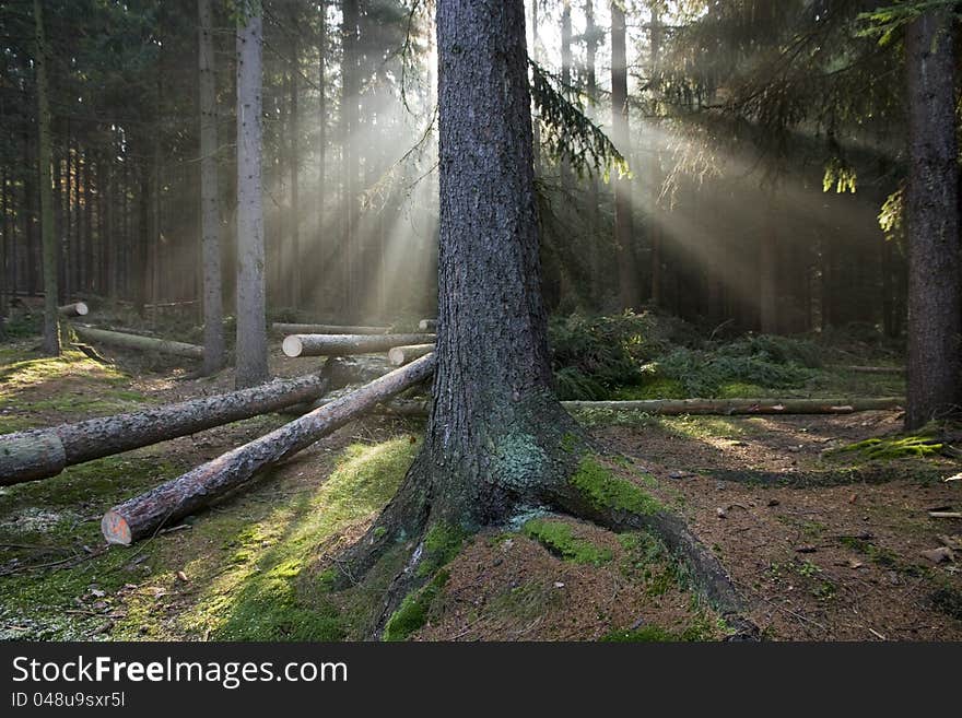 Forest scenery with tree trunk gloomed by sunrays in the front and cutted wood in the background. Forest scenery with tree trunk gloomed by sunrays in the front and cutted wood in the background