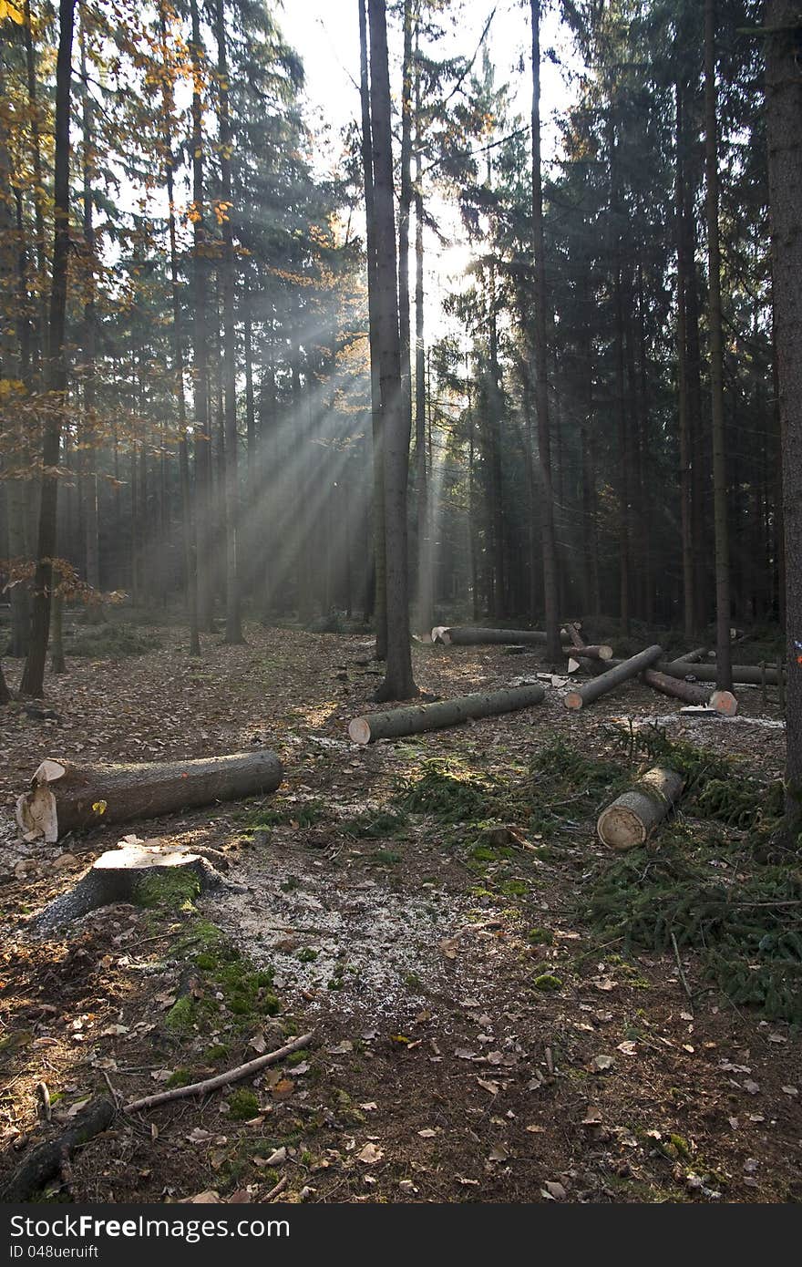 Cut wood in the forest. Cut wood in the forest