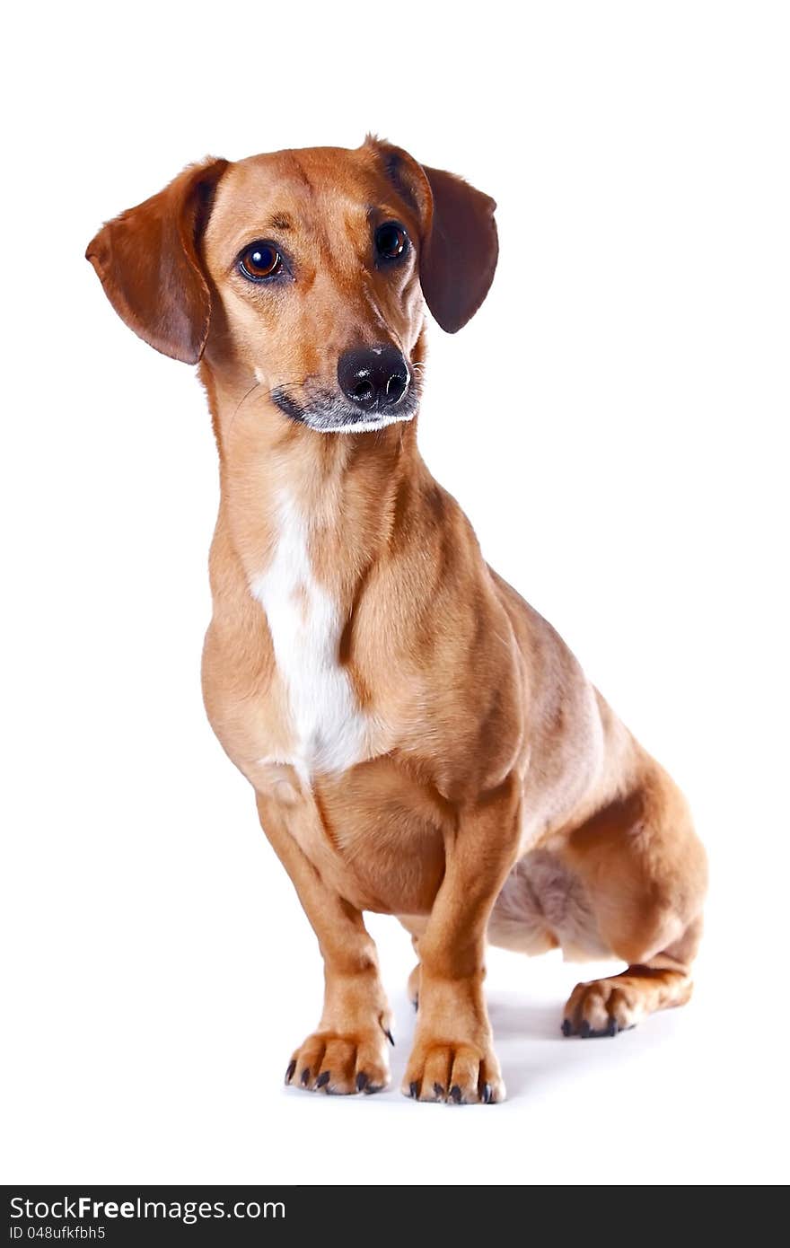 The red dachshund sits on a white background