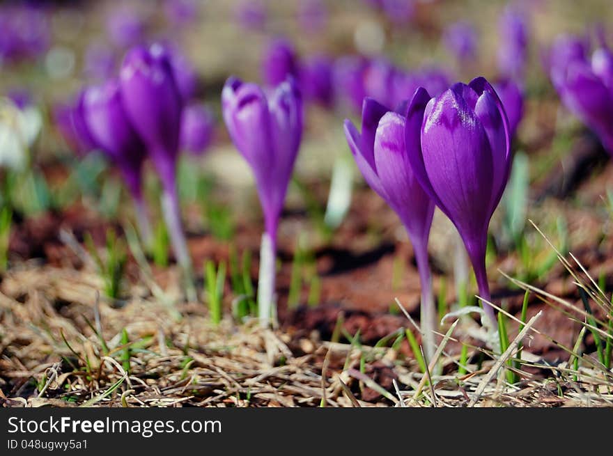 Many blossoming snowdrops and crocuses. Early spring. Many blossoming snowdrops and crocuses. Early spring