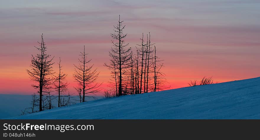 Winter landscape with a sunset and fir-trees