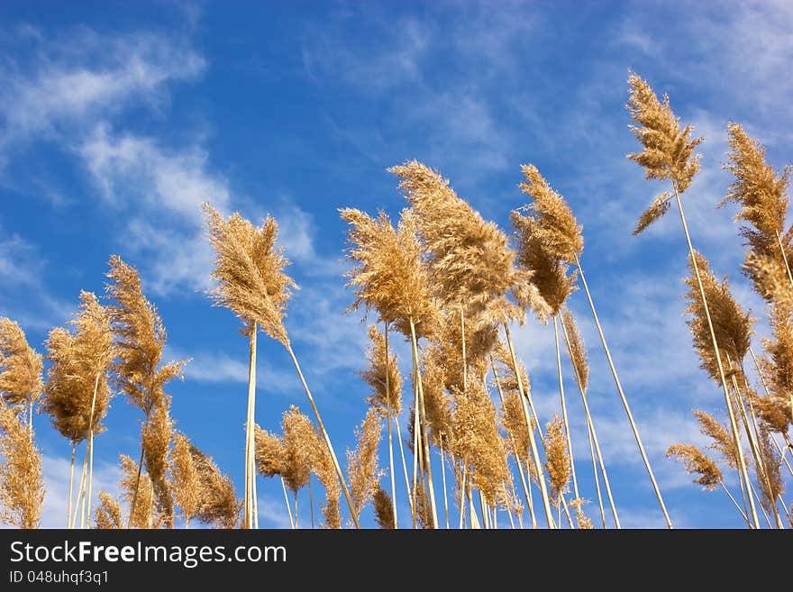 Near wetlands, lakes reed is the habitat and shelter for many wild animals. Near wetlands, lakes reed is the habitat and shelter for many wild animals