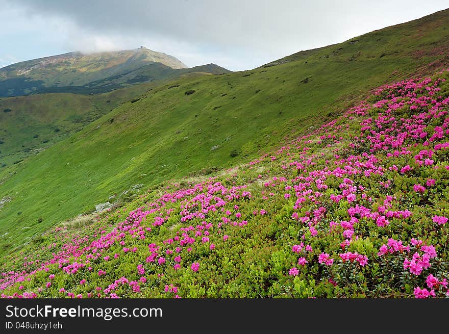 Spring landscape with the cloudy sky and Flower