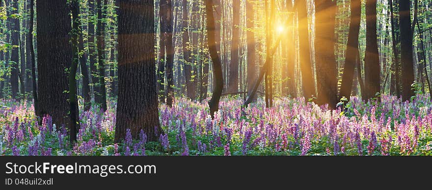 The first spring flowers in wood