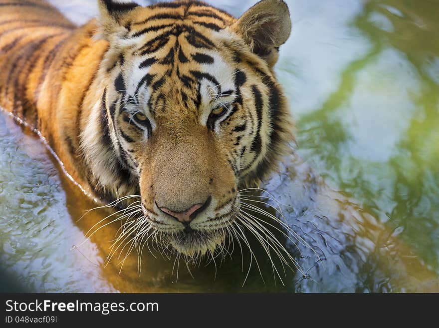 Closeup of a Bengal tigers head