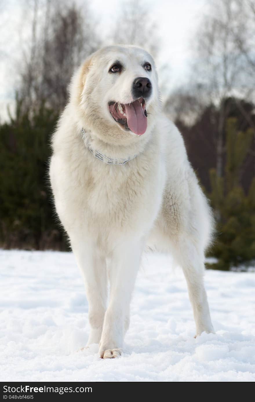 Central asian shepherd dog breed is on the snow, tongue hanging out