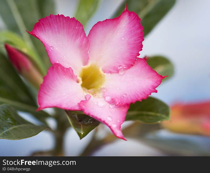 Adenium Multiflorum