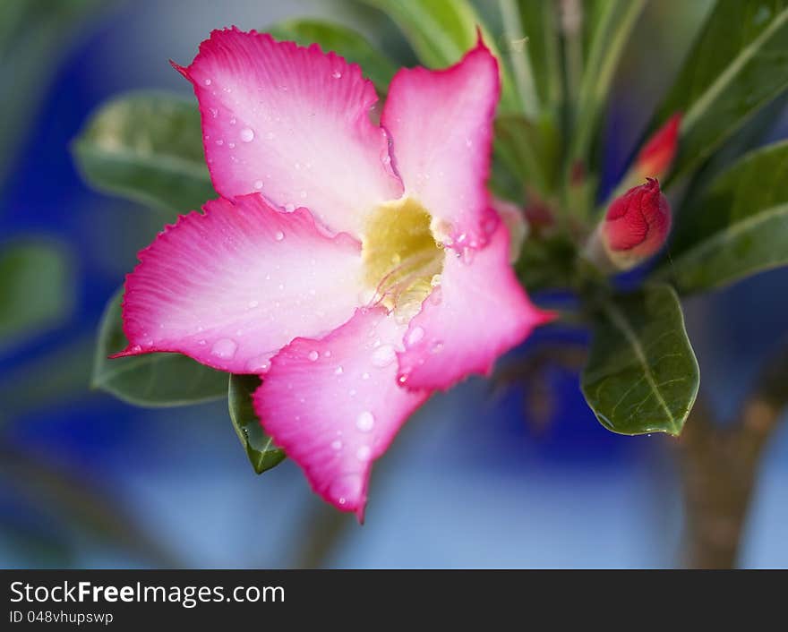 Adenium multiflorum