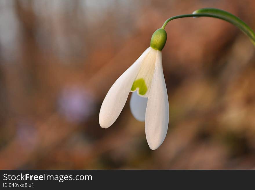 Snowdrop, Galanthus Nivalis