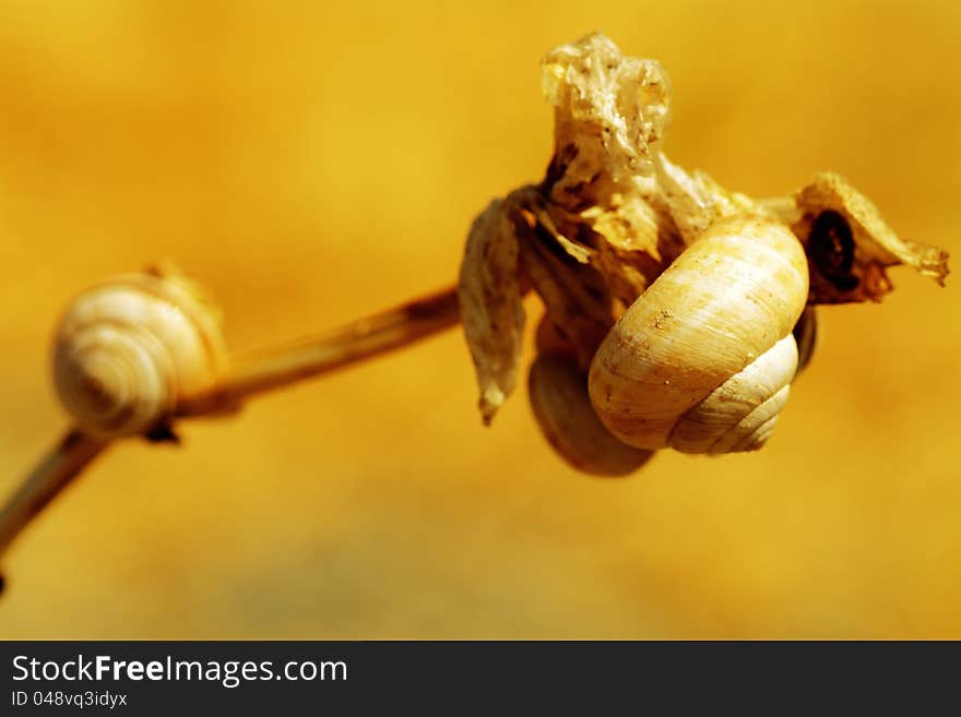 Macro picture of a snail that expresses the summer heat and the field Sunday with family. Macro picture of a snail that expresses the summer heat and the field Sunday with family