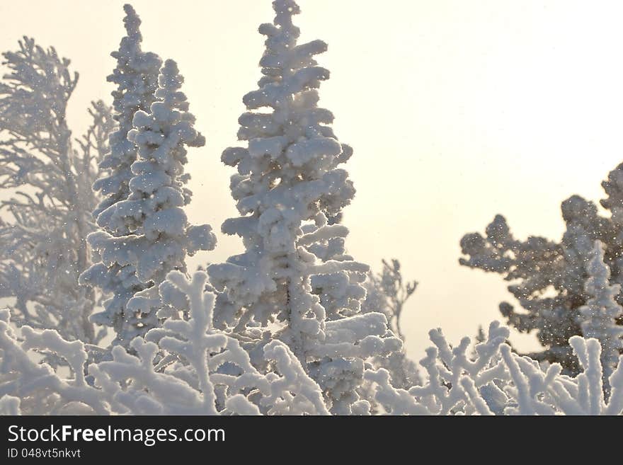 Trees in the snow in Siberia