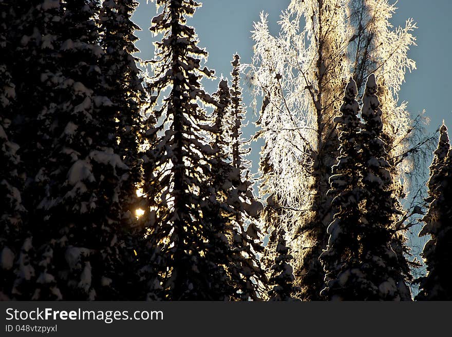 Sun shining through the forest in winter