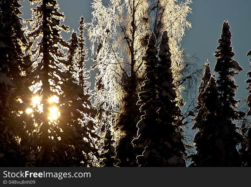 Sun shining through the forest in winter