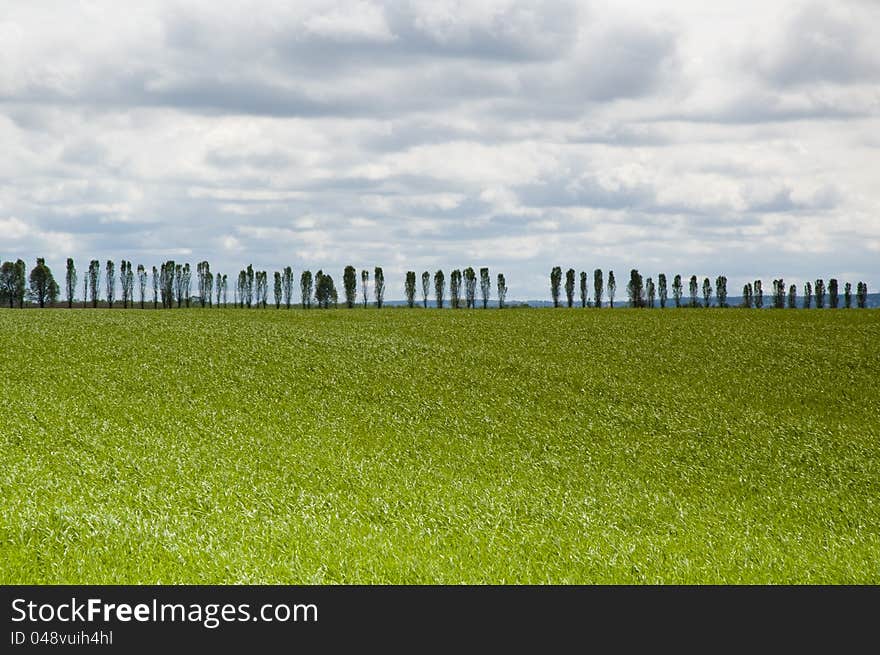 Ruralscenic with green grass and tree-row. Ruralscenic with green grass and tree-row