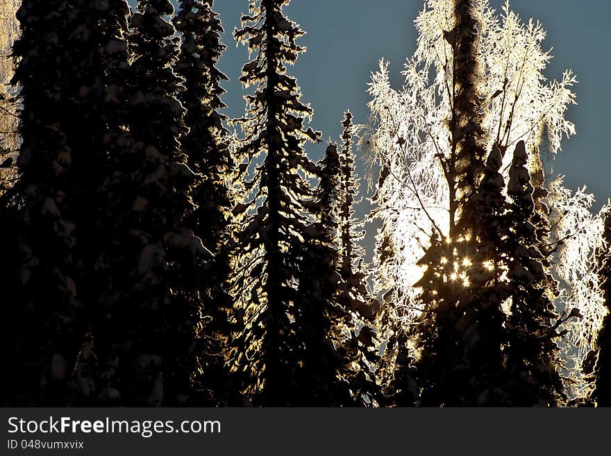 Sun shining through the forest in winter