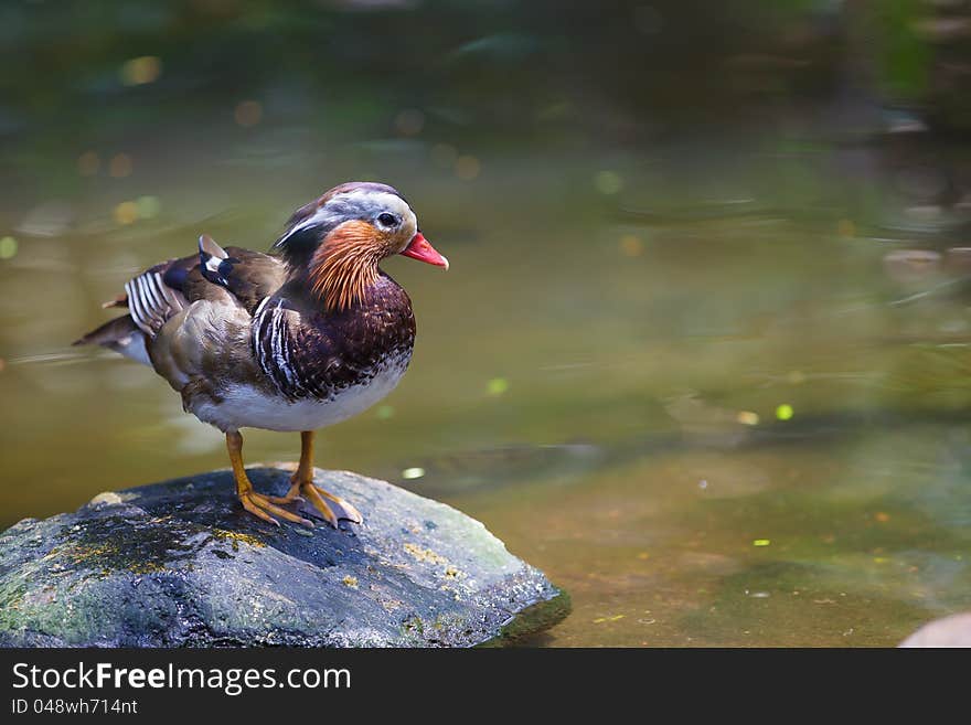 Mandarin duck