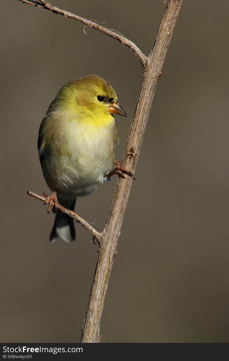 American Goldfinch in winter plumage.