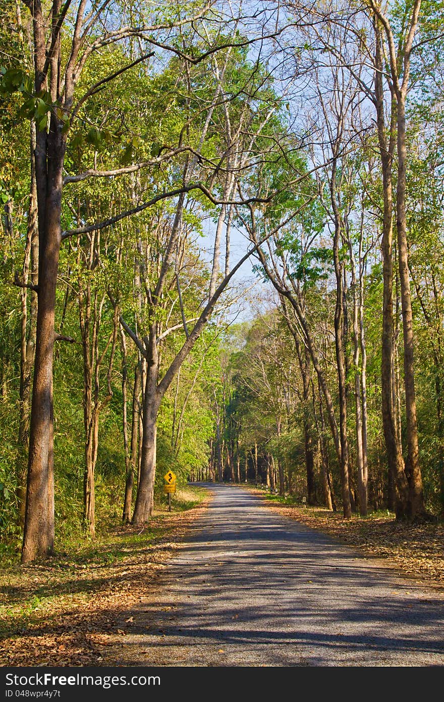 Road through the tropical forest in Thailand. Road through the tropical forest in Thailand