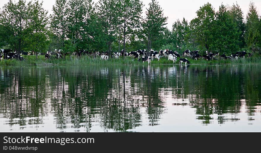 Herd of cows next to the river in the reflection