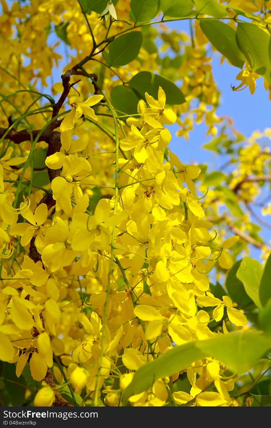 Golden Shower Tree