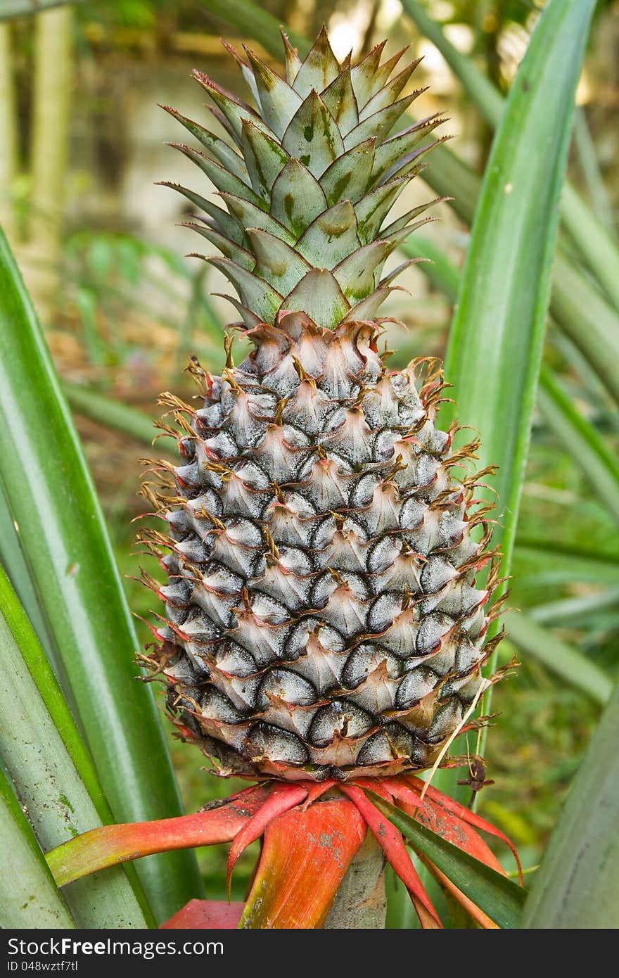 Pineapple plant