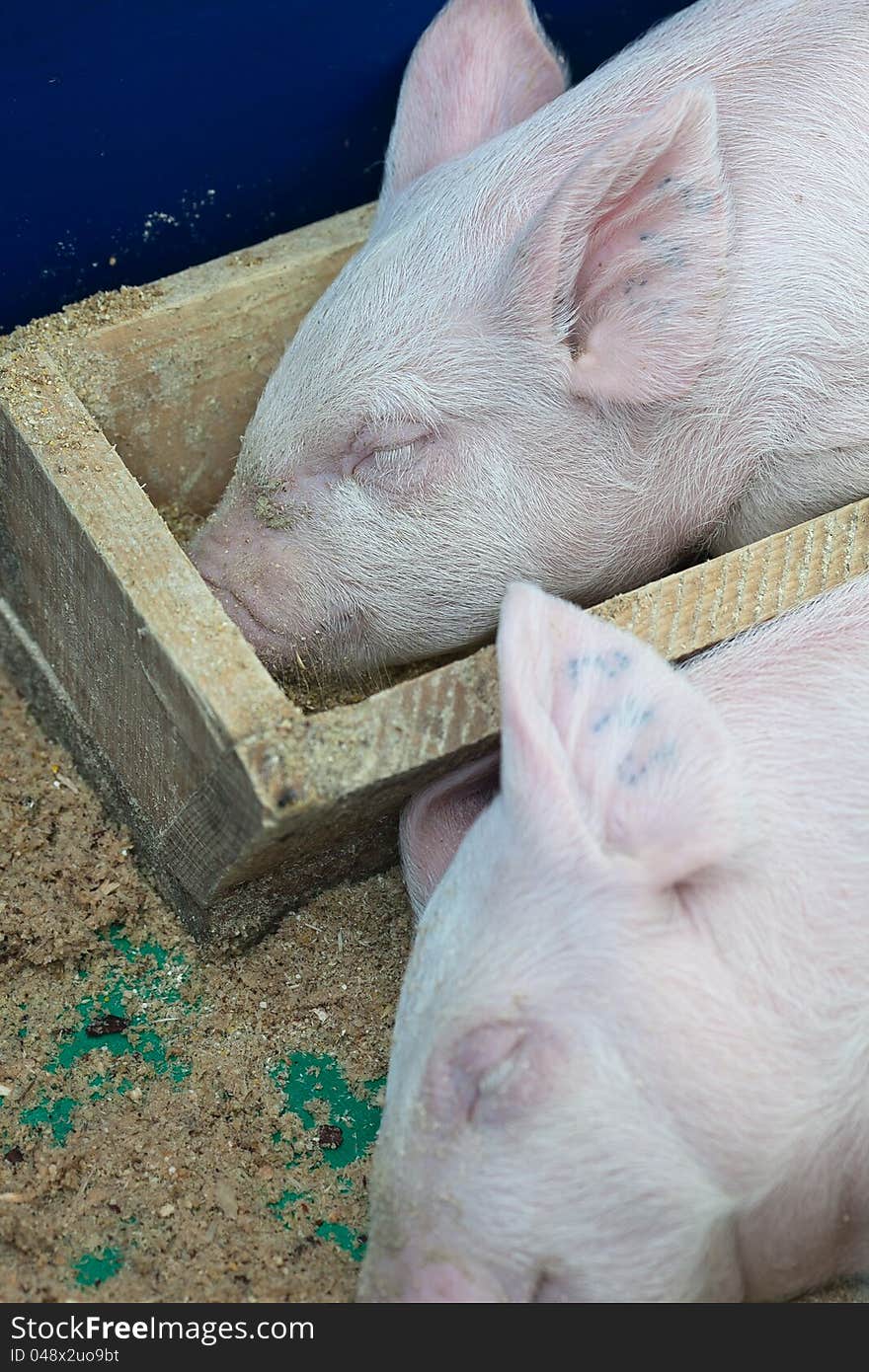 Small pigs are sleeping during the day. Small pigs are sleeping during the day