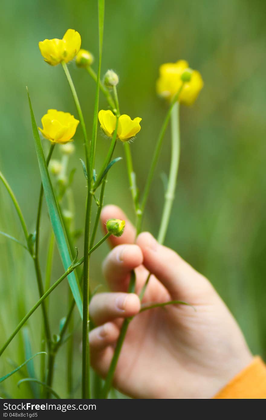 Children's hand with yellow flowers growing on a green background. Children's hand with yellow flowers growing on a green background