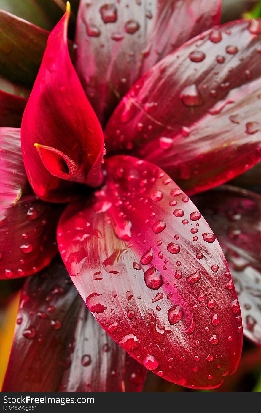 Red leaves plant with water droplets