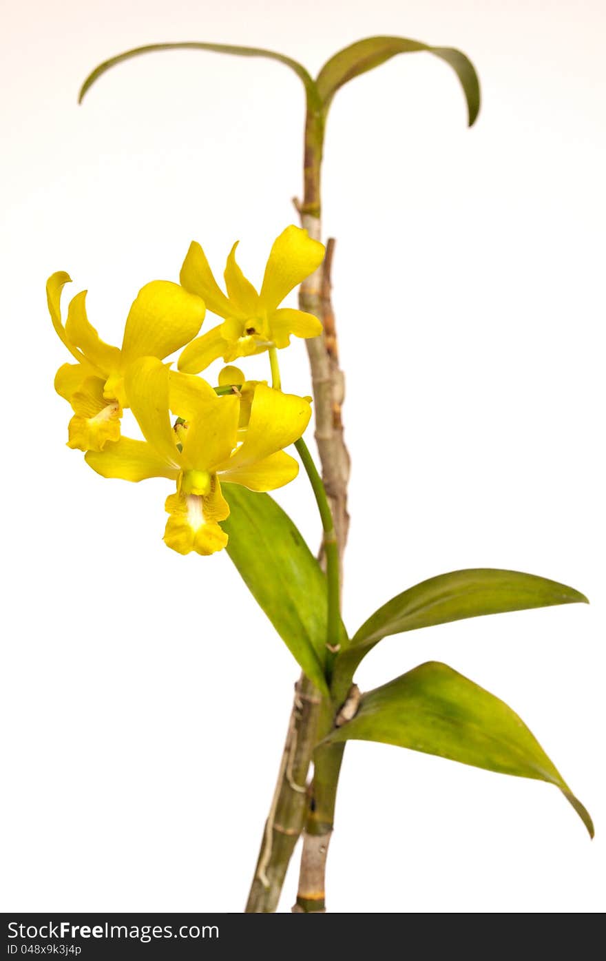 Yellow Coelogyne Orchid