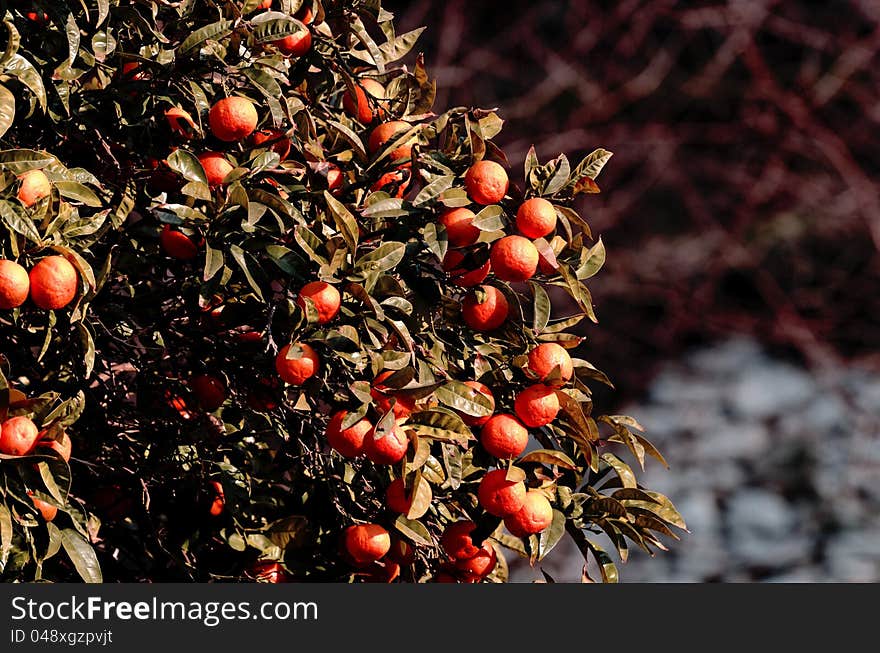 Kumquat plant with fruits and leaves