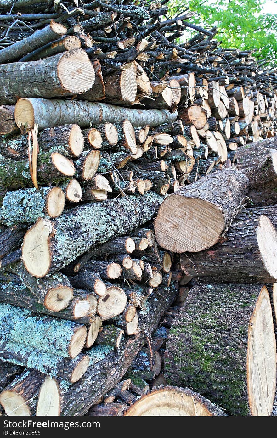 Detail of some trunks in a forest