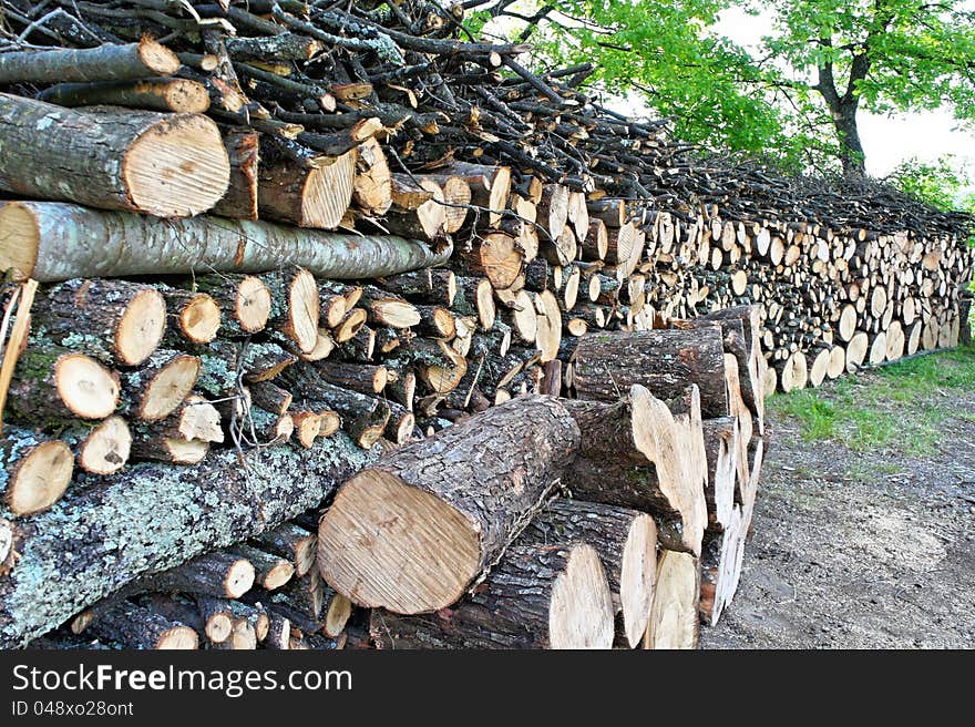 Detail of some trunks in a forest