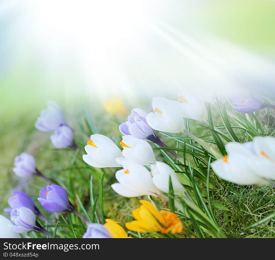 flowers on a green background