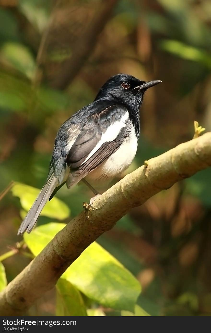 Oriental Magpie Robin in its perch