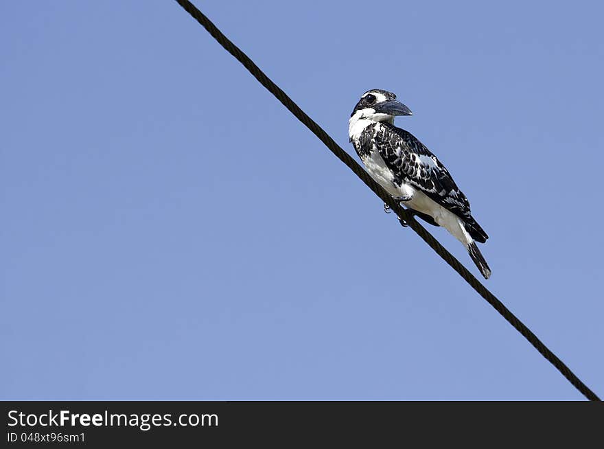 Pied Kingfisher resting on an artificial perch and looking for food