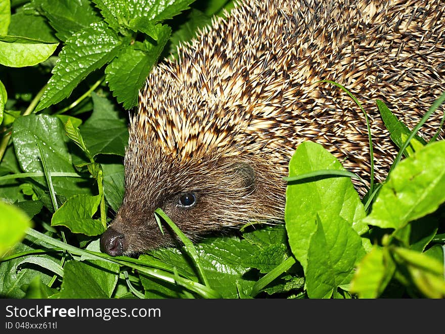 Hedgehog