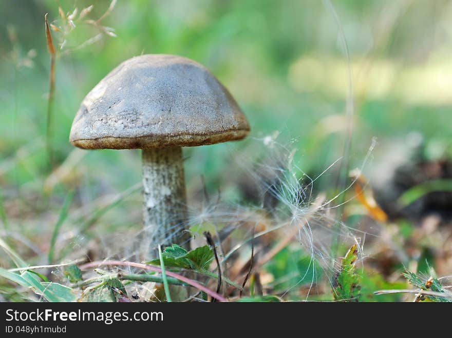 Autumn mushroom in the forest