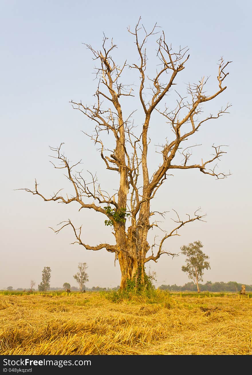 Dead trees dry in rice harvesting is complete. Dead trees dry in rice harvesting is complete.