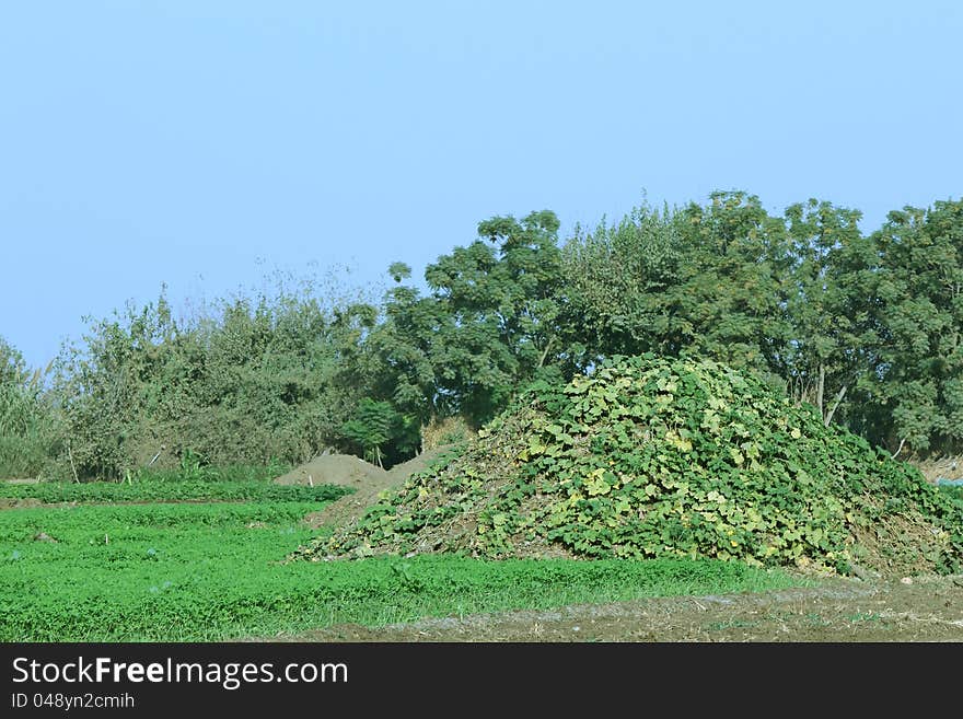 Country landscape, agriculture, clear sky